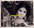 Lollywood Stars